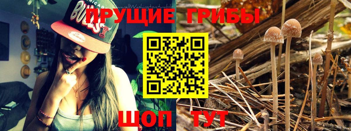 Галлюциногенные грибы мухоморы Трёхгорный